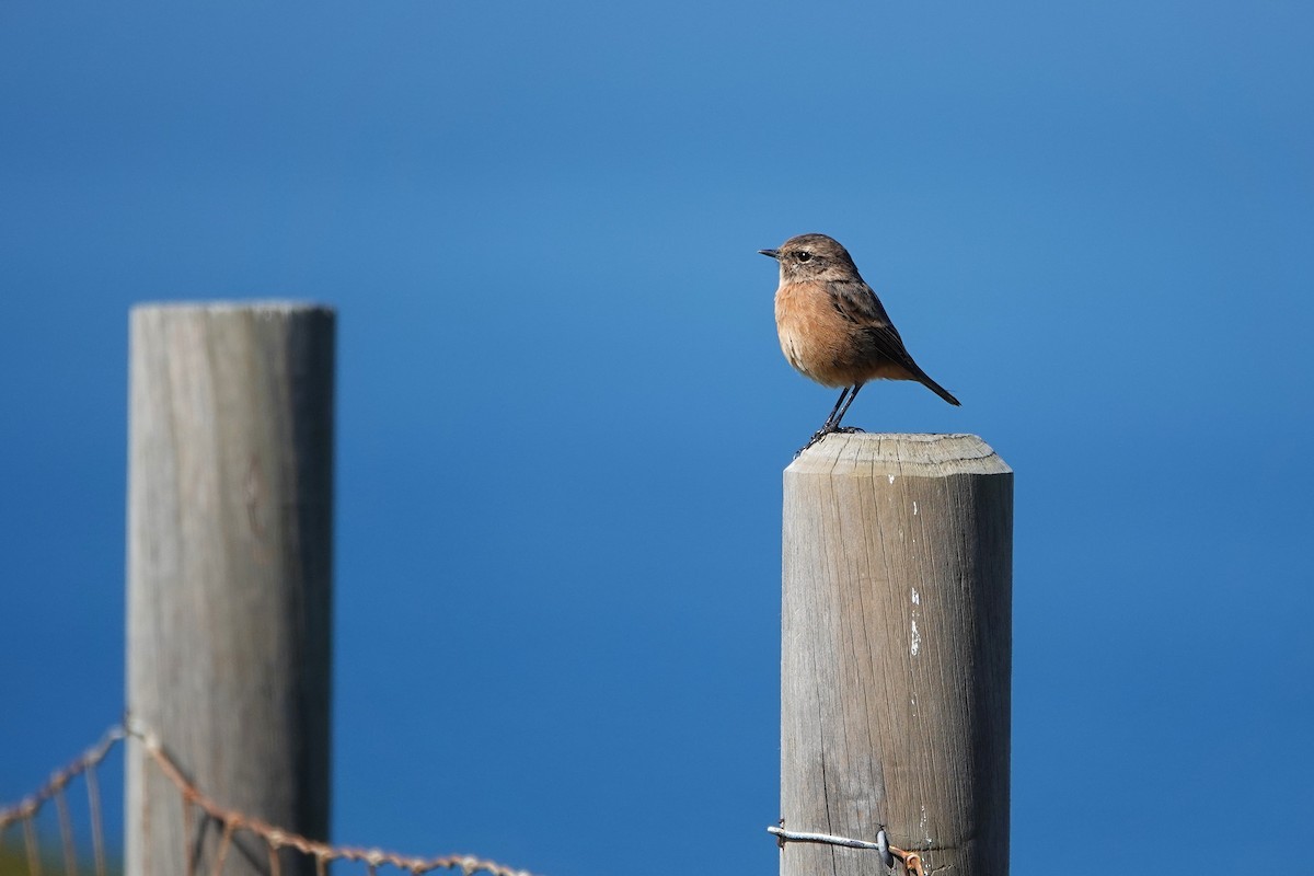 Трав'янка чорноголова - ML642606387