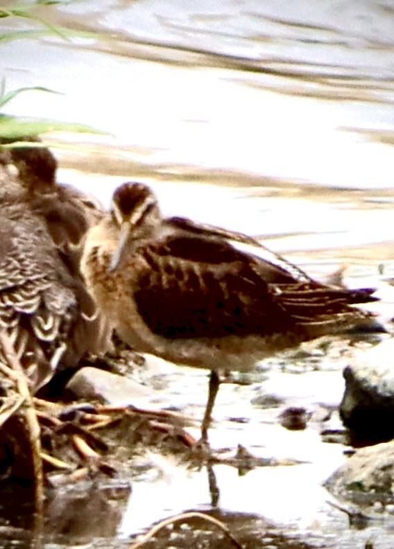 Short-billed/Long-billed Dowitcher - ML642606395
