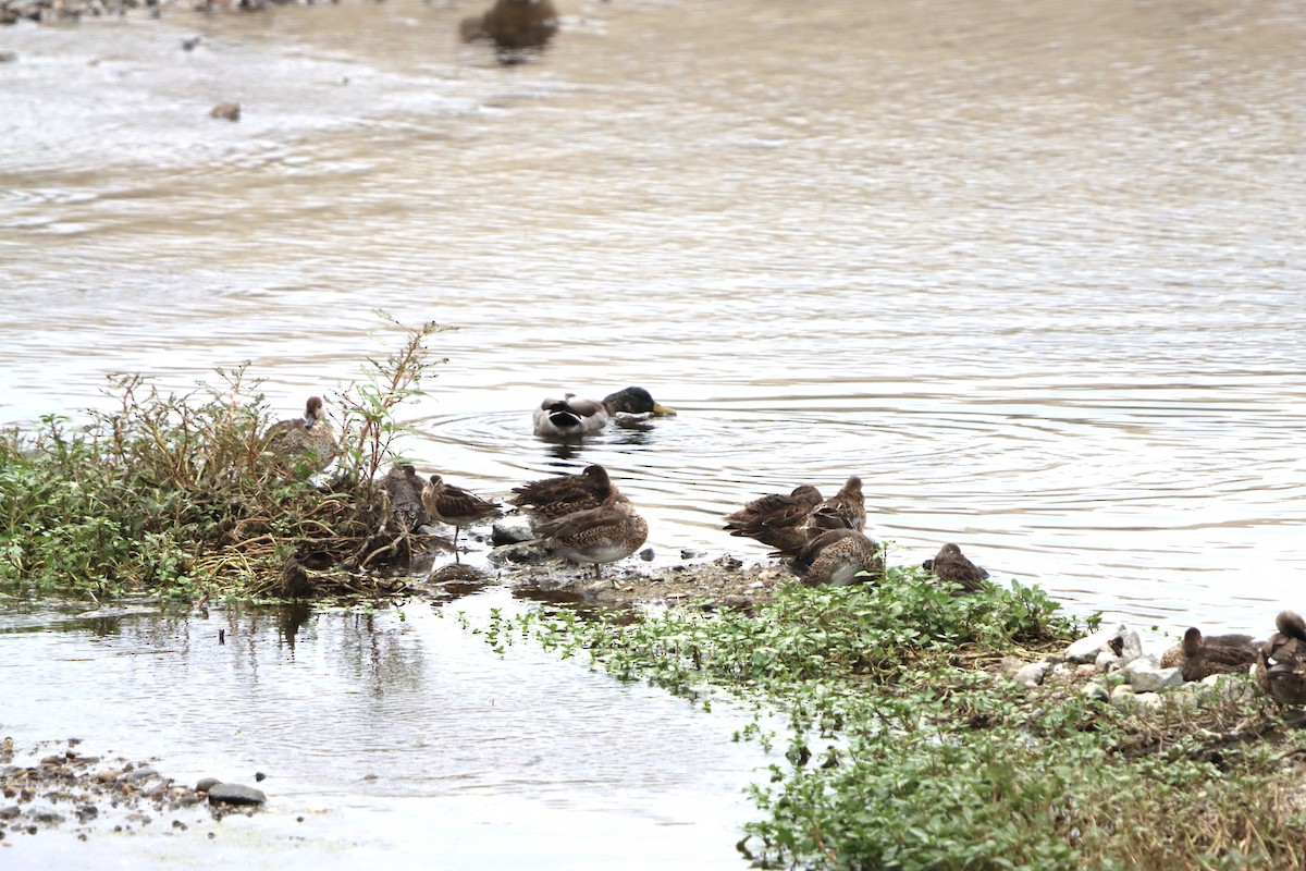 Short-billed/Long-billed Dowitcher - ML642606396