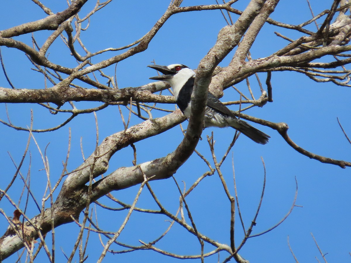 White-necked Puffbird - ML642606401