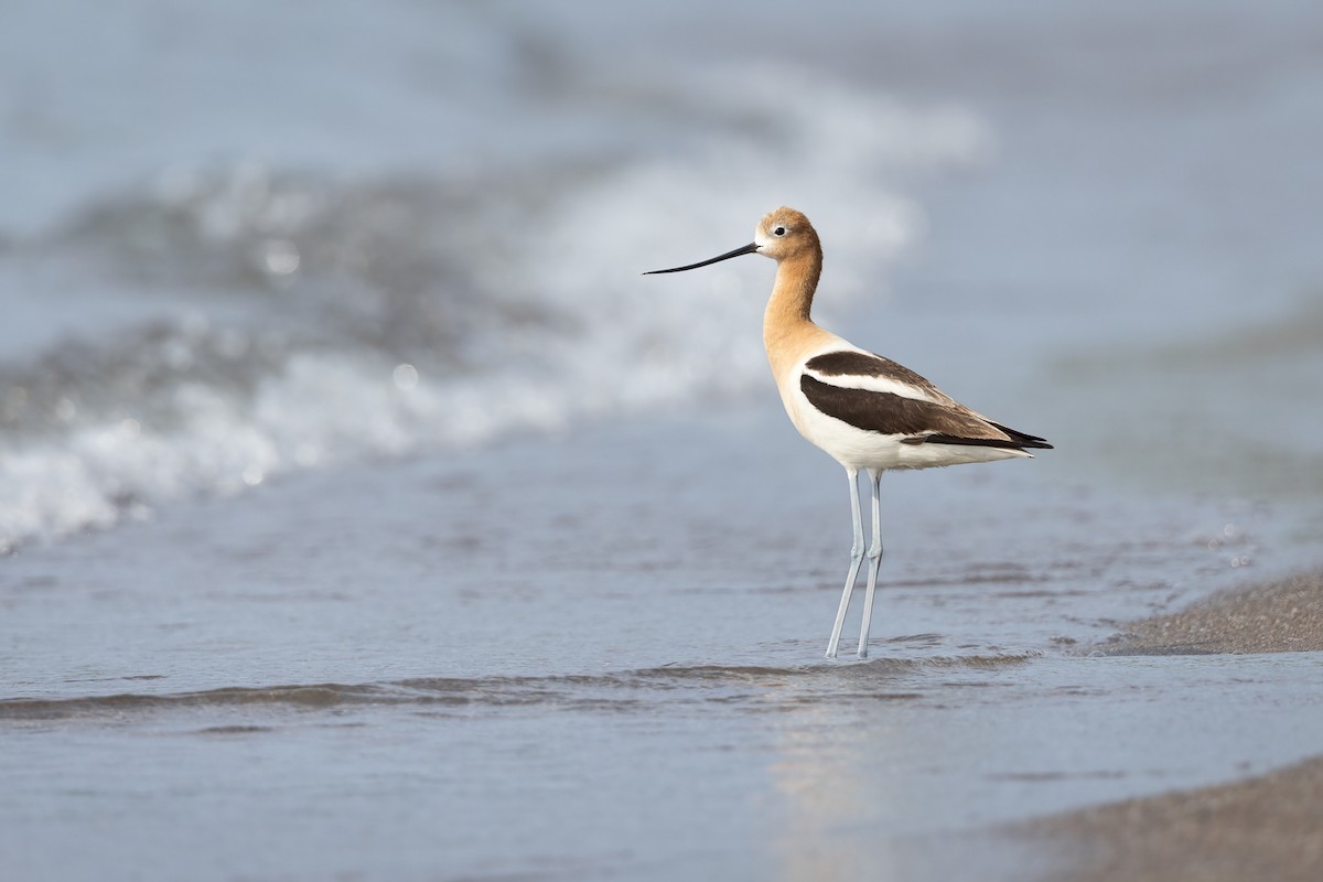 American Avocet - ML642606437