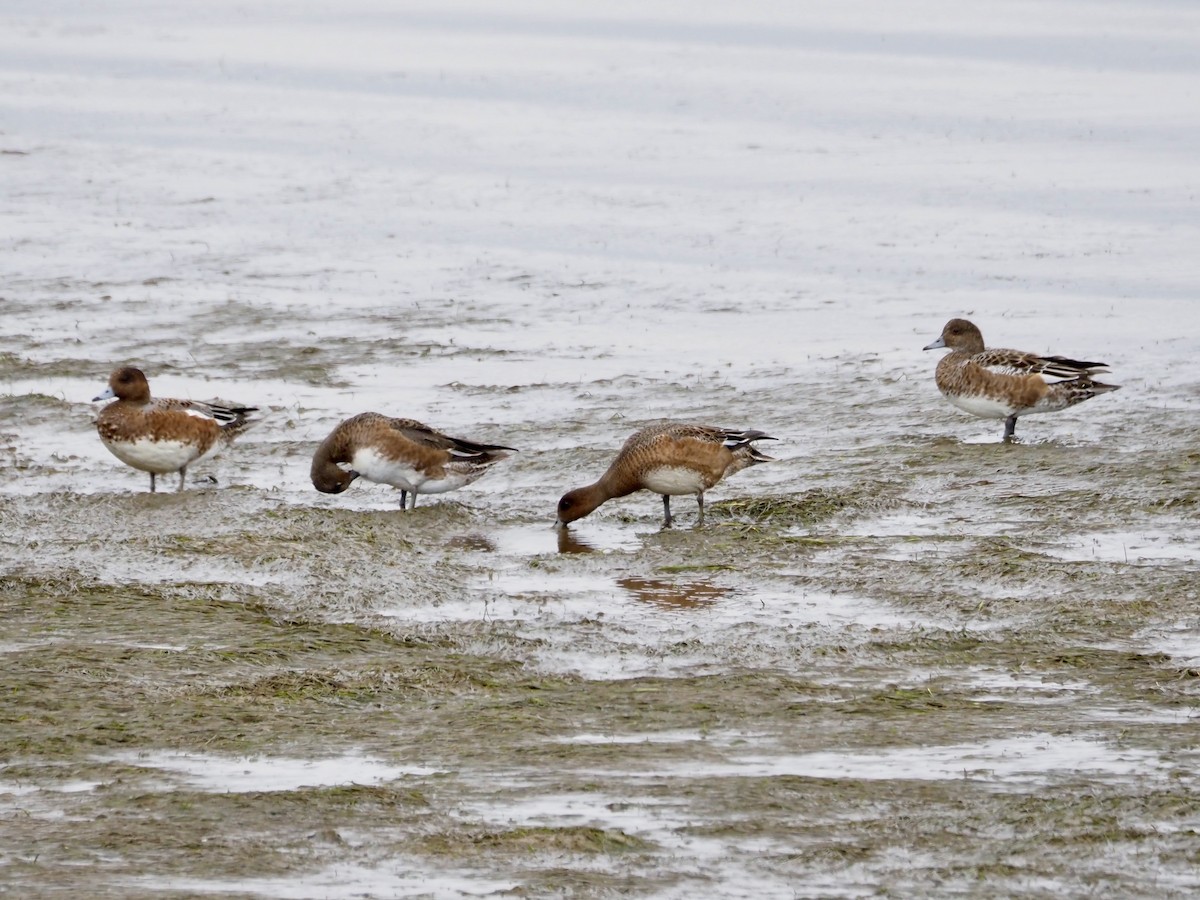 Eurasian Wigeon - ML642606445