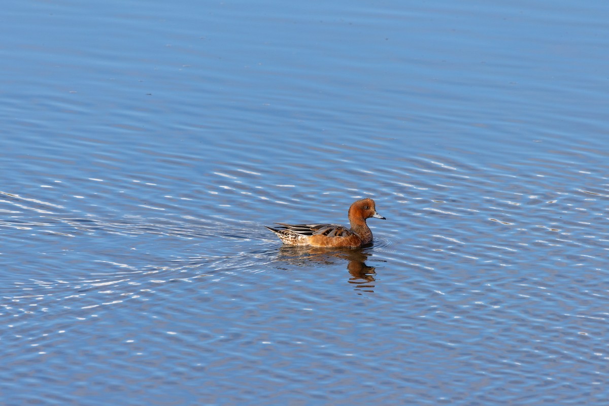 Eurasian Wigeon - ML642606454