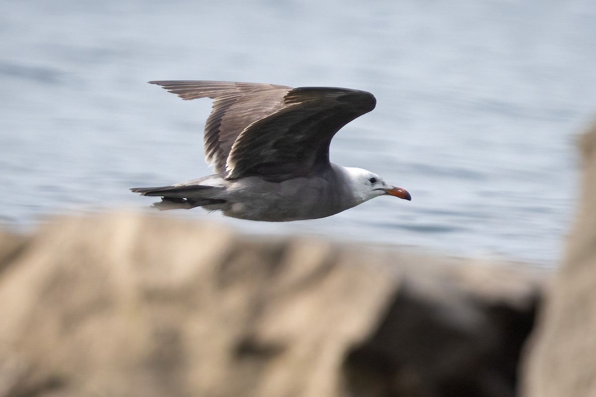 Heermann's Gull - ML642606455