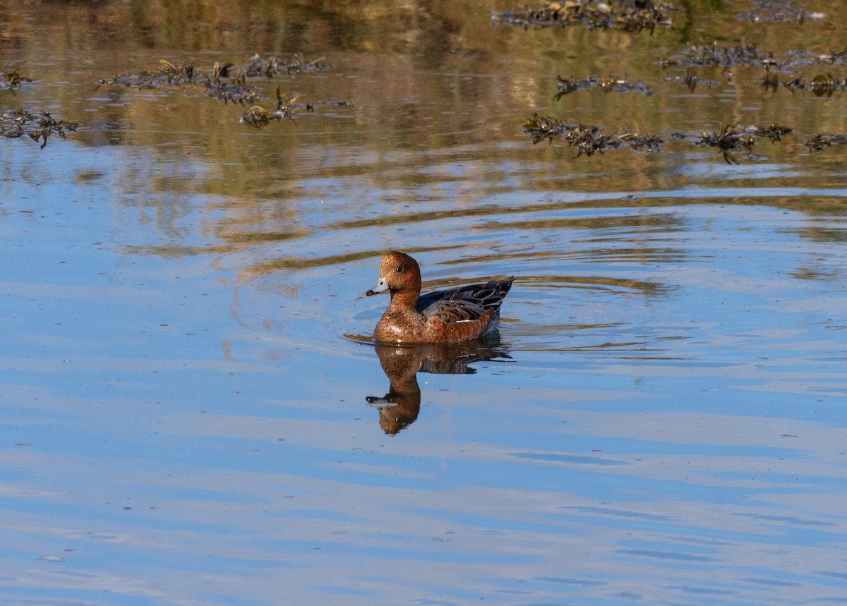 Eurasian Wigeon - ML642606457