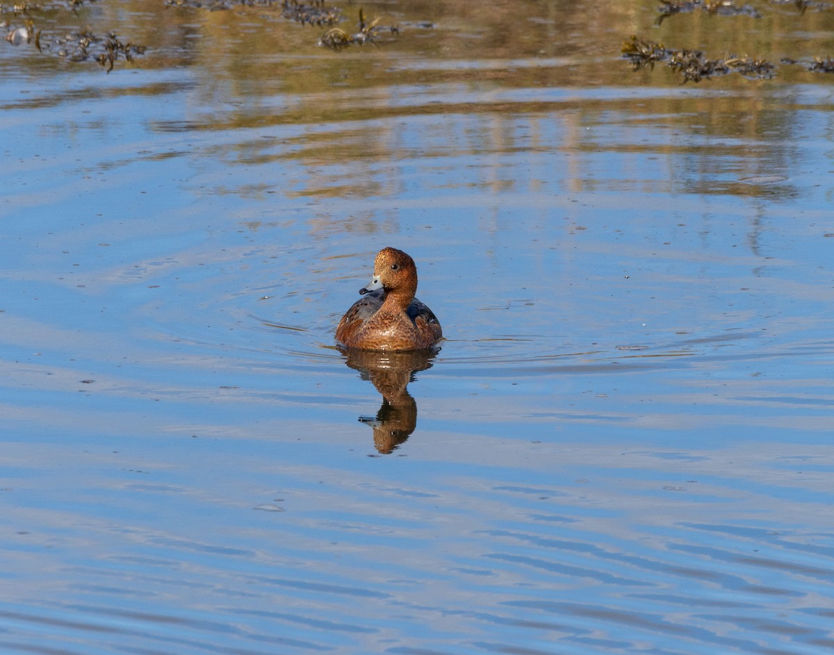 Eurasian Wigeon - ML642606461