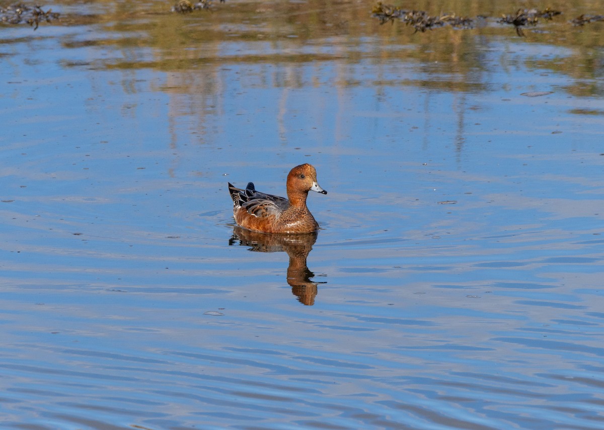 Eurasian Wigeon - ML642606468