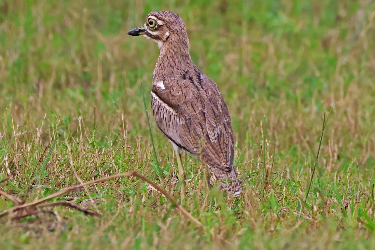 Water Thick-knee - ML642606489