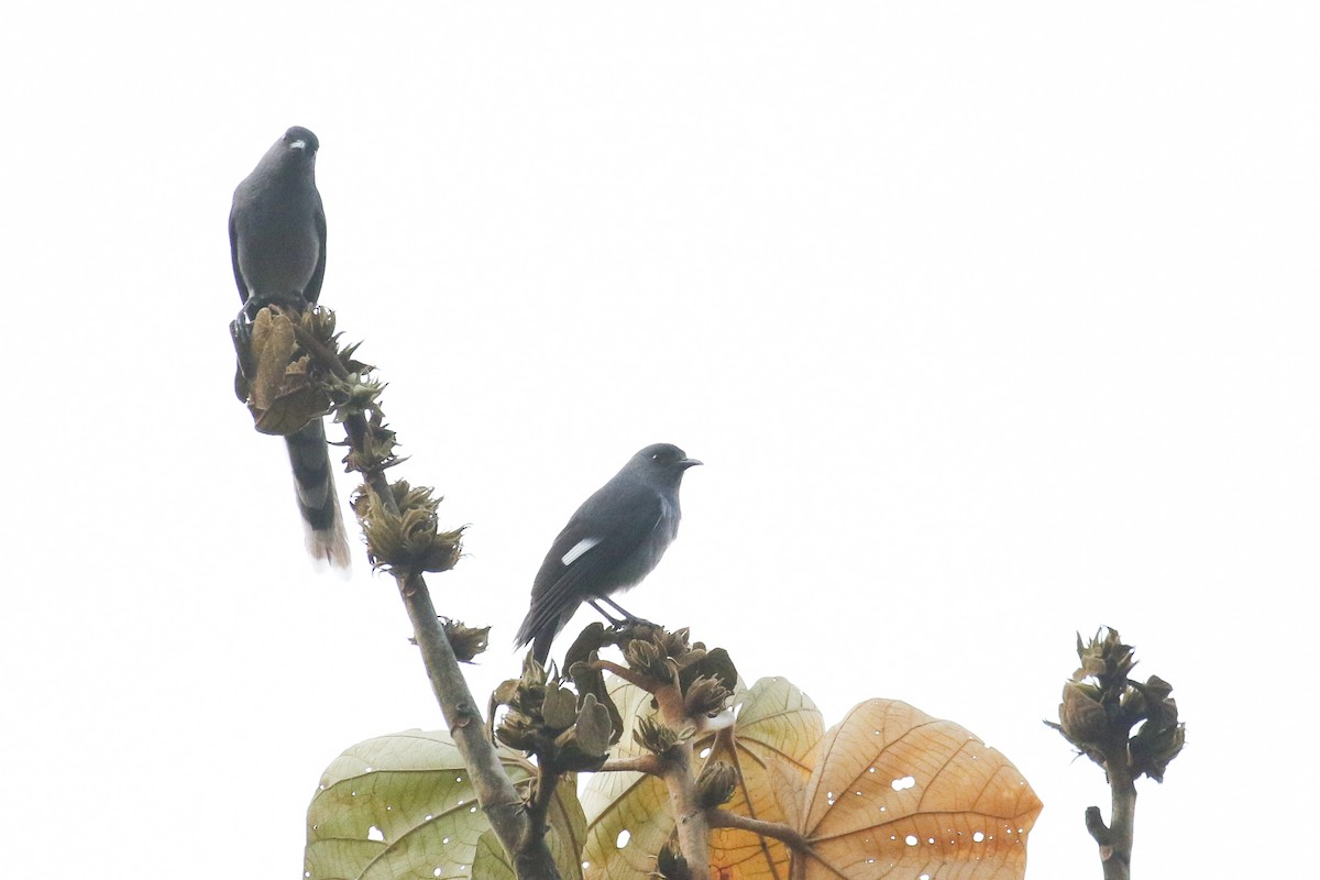 Long-tailed Sibia - ML642606497