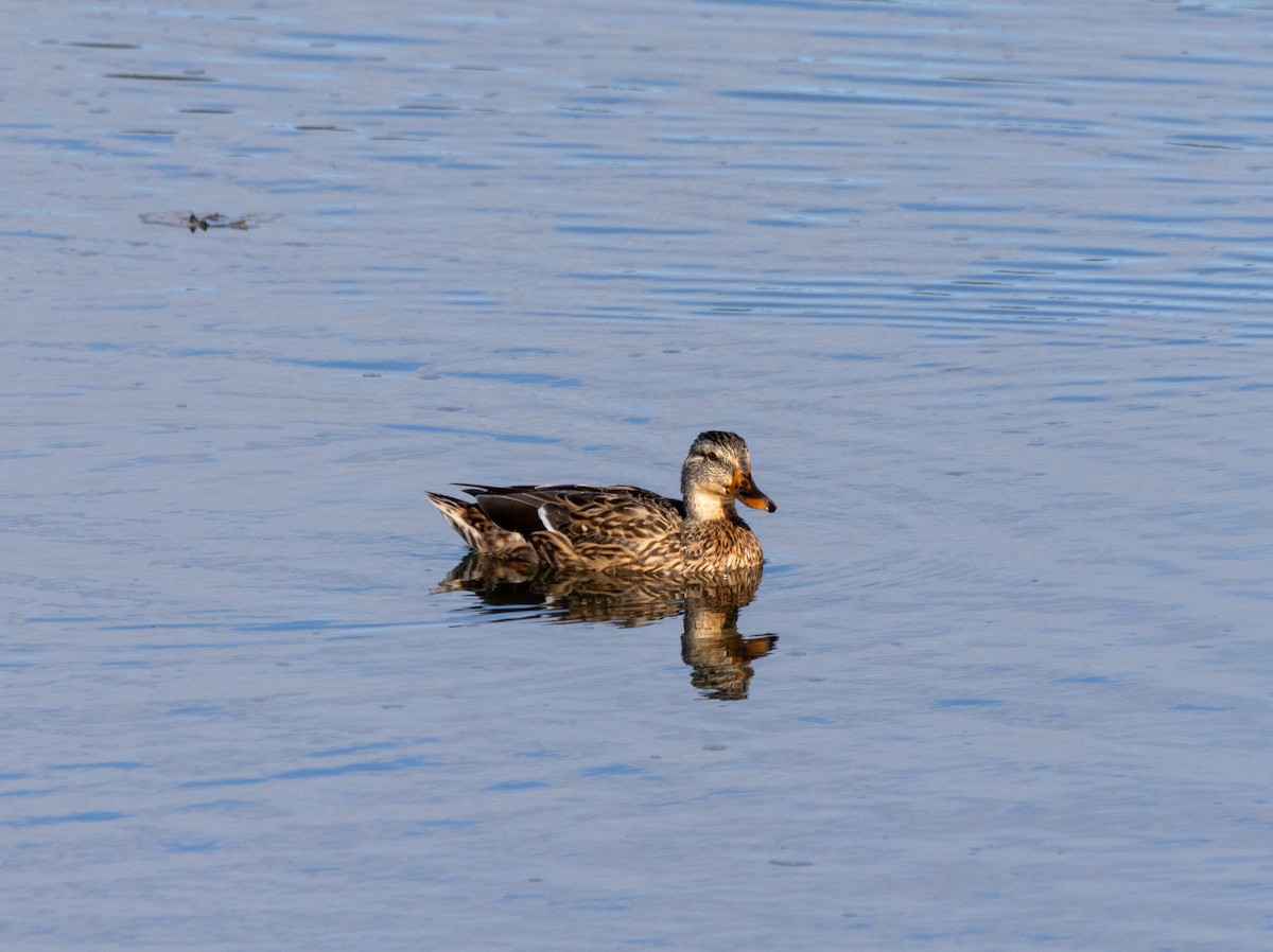 Mallard - ML642606498
