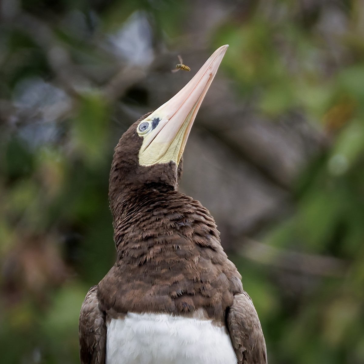 Brown Booby - ML642606526