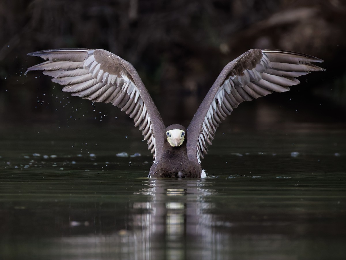 Brown Booby - ML642606531