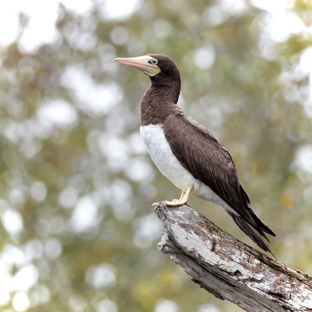 Brown Booby - ML642606532