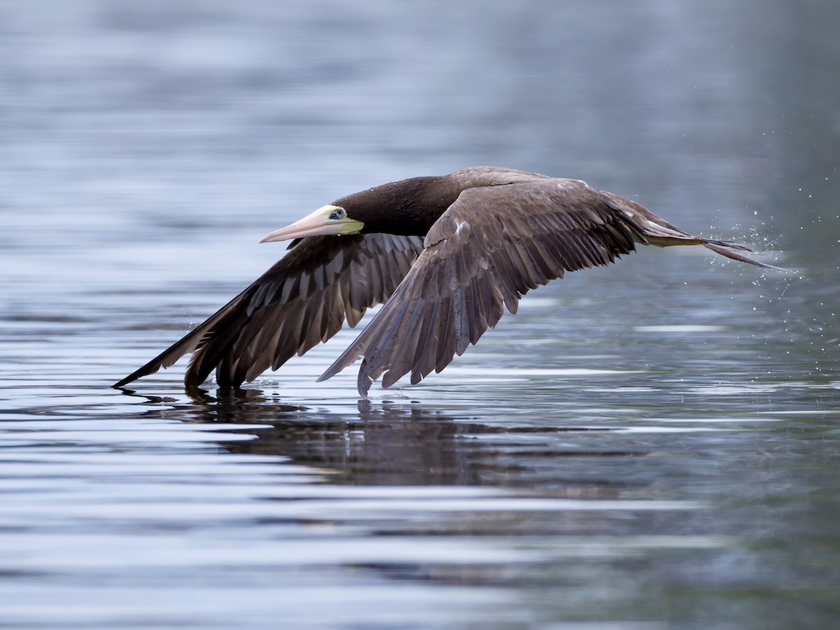 Brown Booby - ML642606533