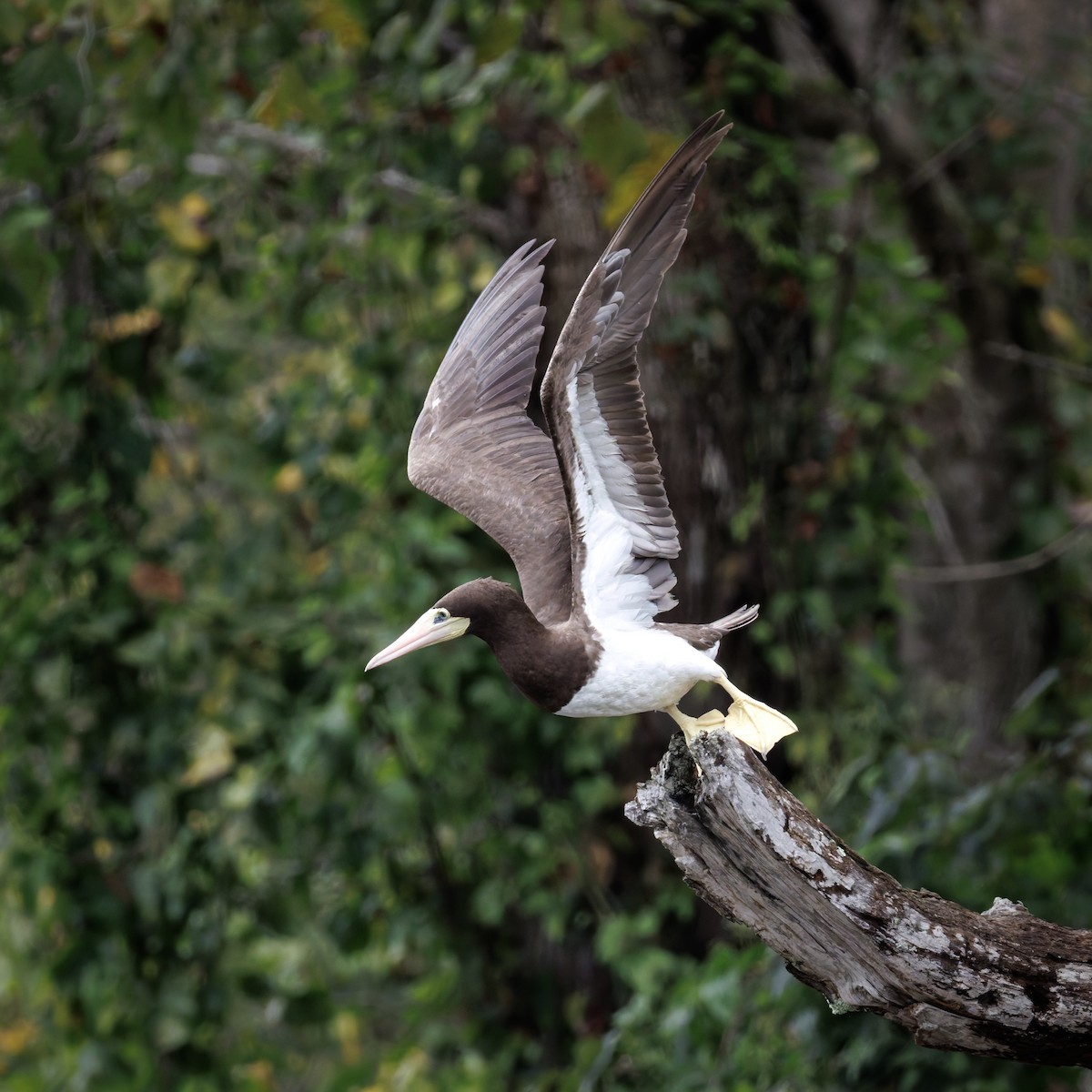 Brown Booby - ML642606534