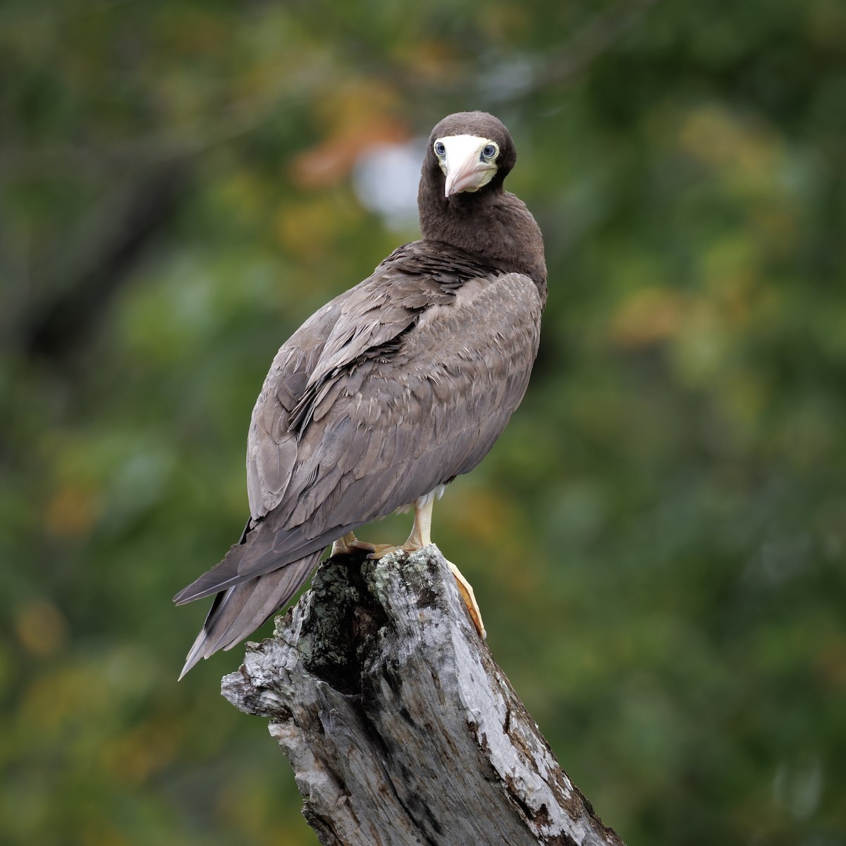 Brown Booby - ML642606535