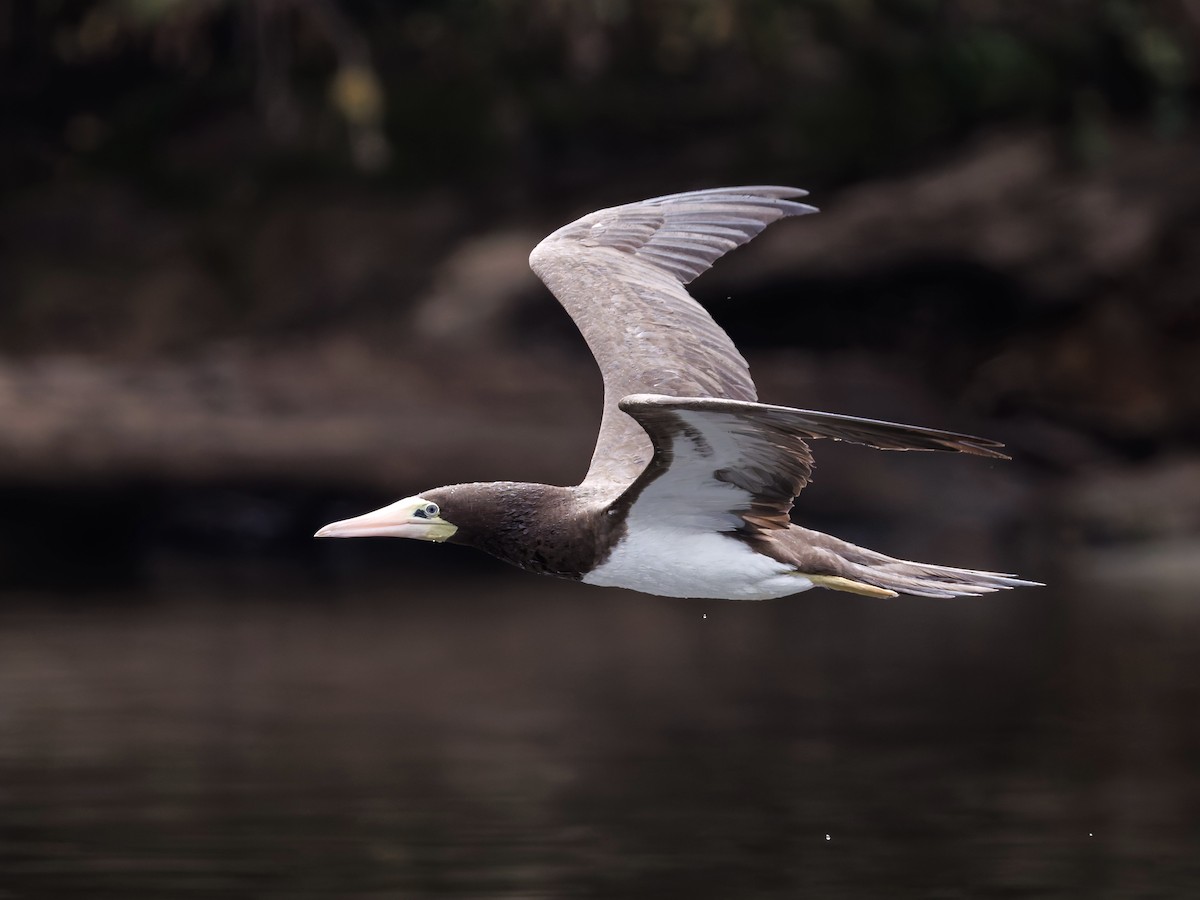 Brown Booby - ML642606536