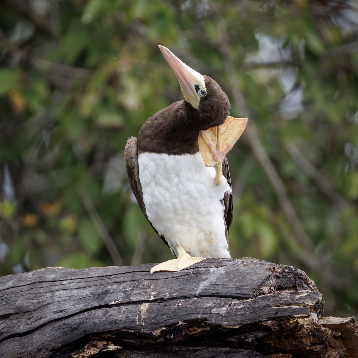 Brown Booby - ML642606538