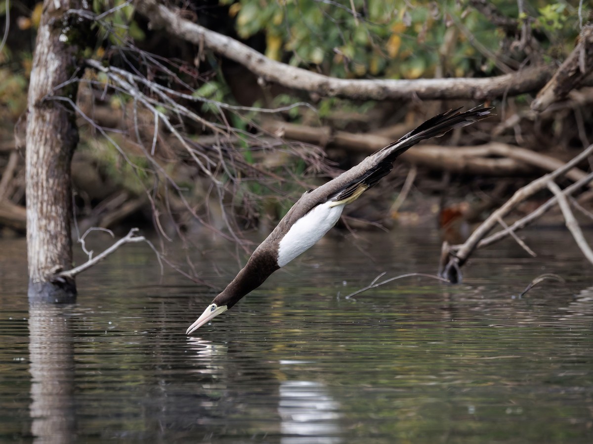Brown Booby - ML642606539