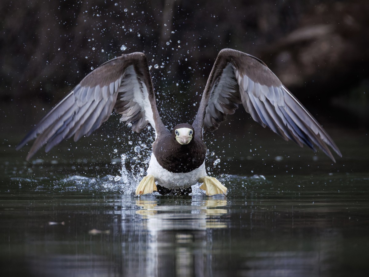 Brown Booby - ML642606540