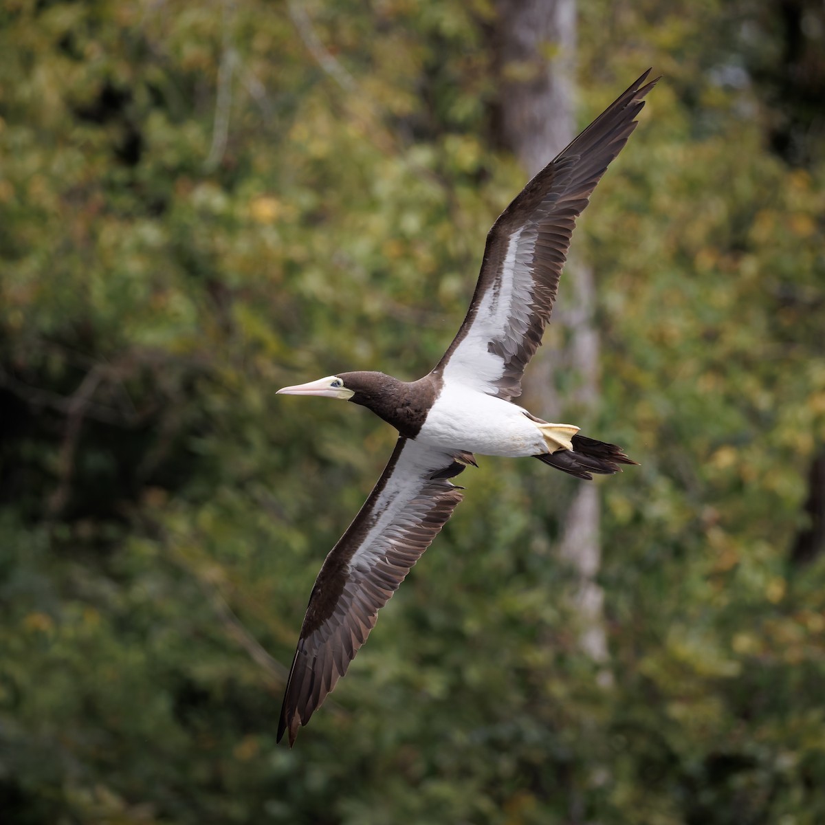 Brown Booby - ML642606541