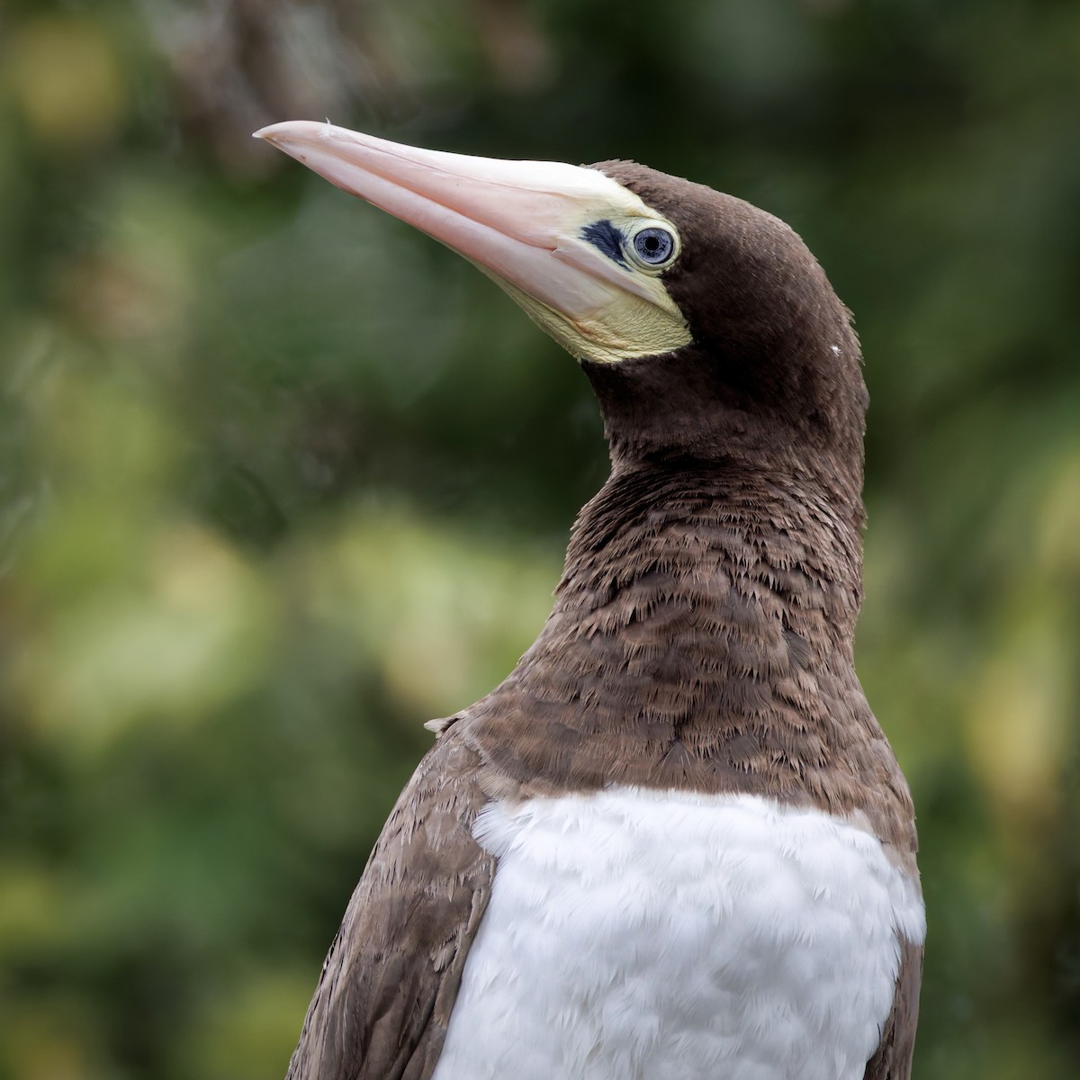 Brown Booby - ML642606542