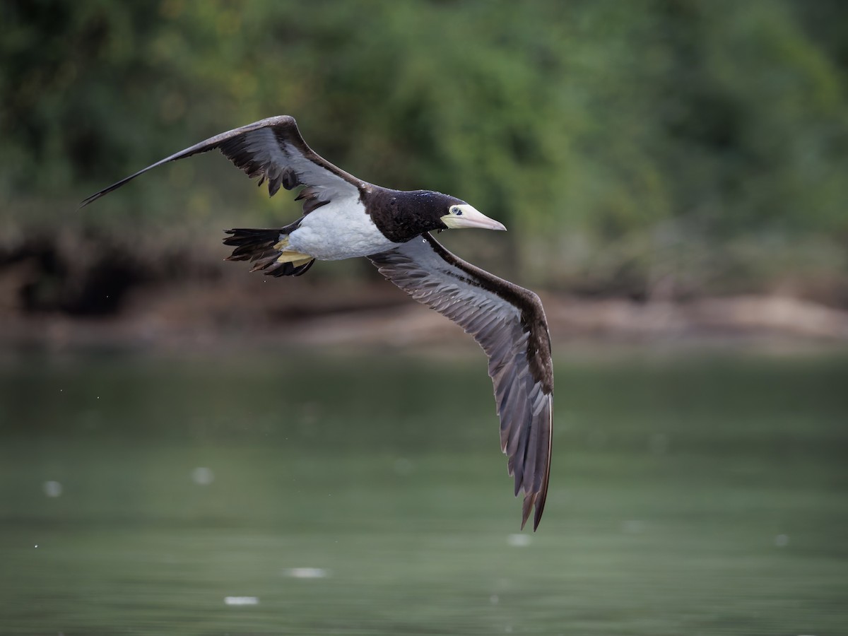 Brown Booby - ML642606543