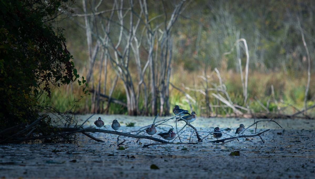 Wood Duck - ML642606561