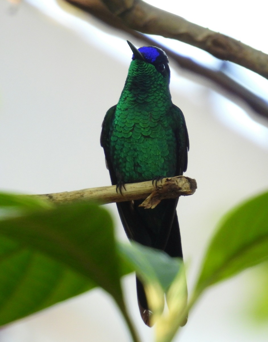 Violet-capped Woodnymph - ML642606562