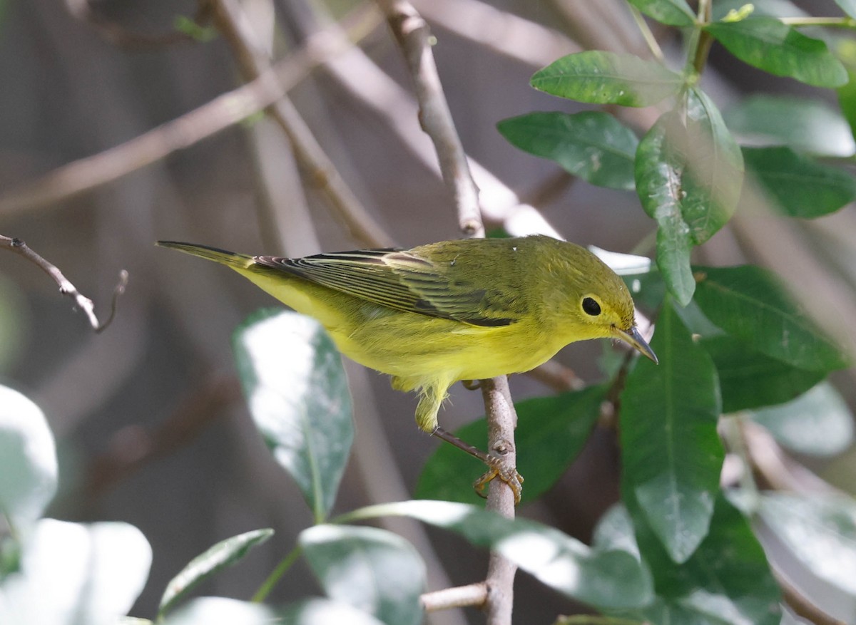 Goldwaldsänger - ML642606574