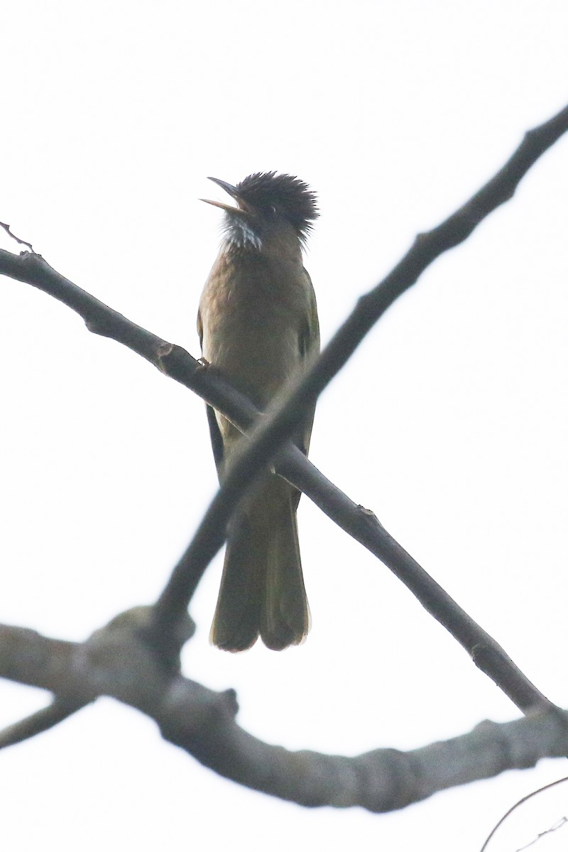 Mountain Bulbul - ML642606627
