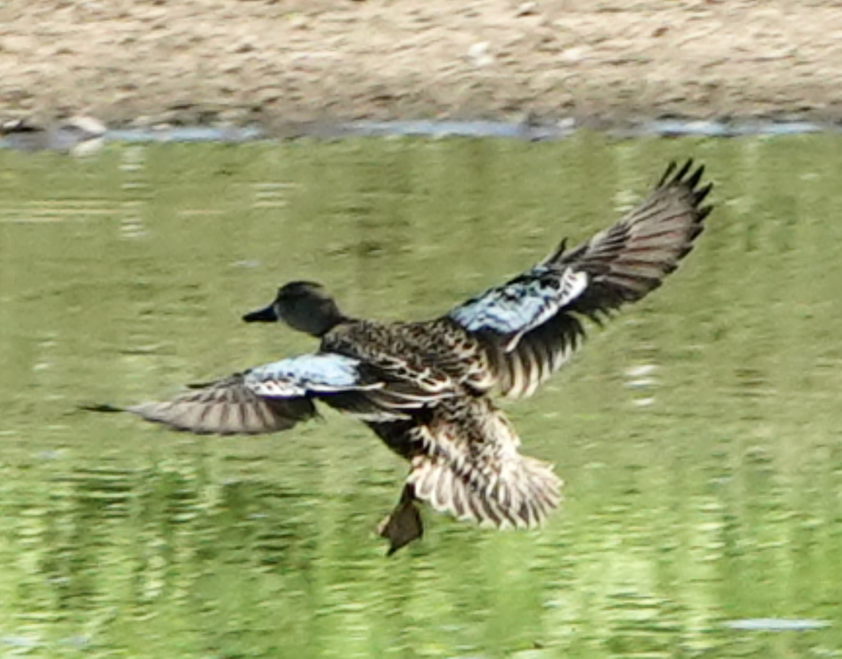 Blue-winged Teal - ML642606633