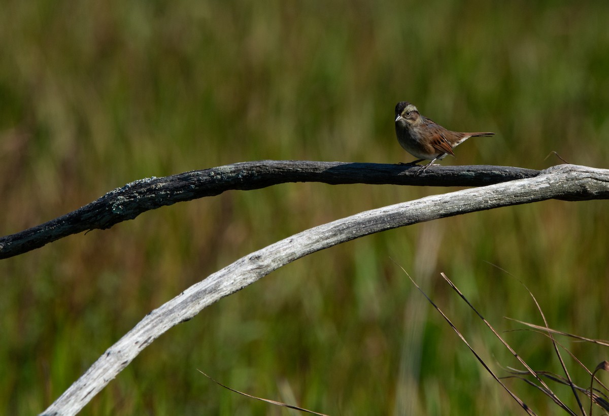 Swamp Sparrow - ML642606636