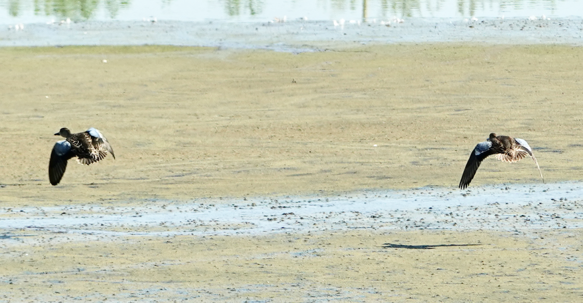 Blue-winged Teal - ML642606637