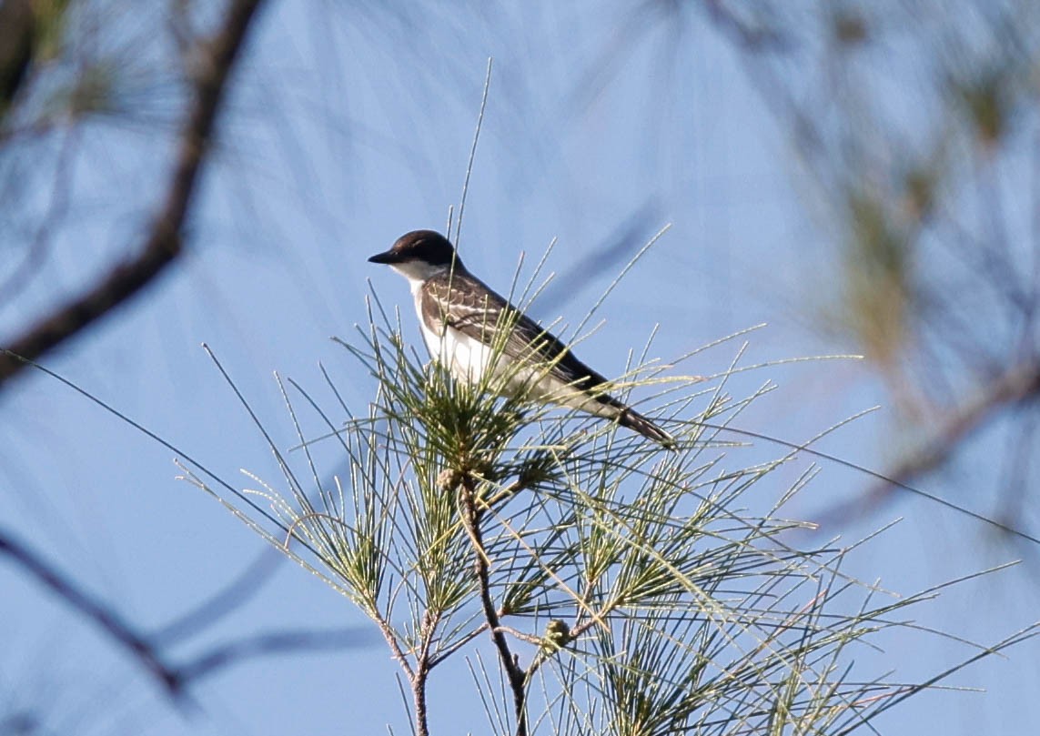 Eastern Kingbird - ML642606655