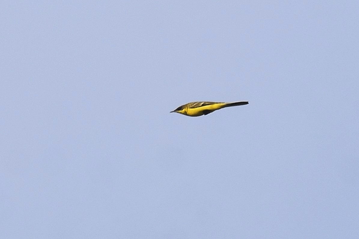 Western Yellow Wagtail (thunbergi) - ML642606659