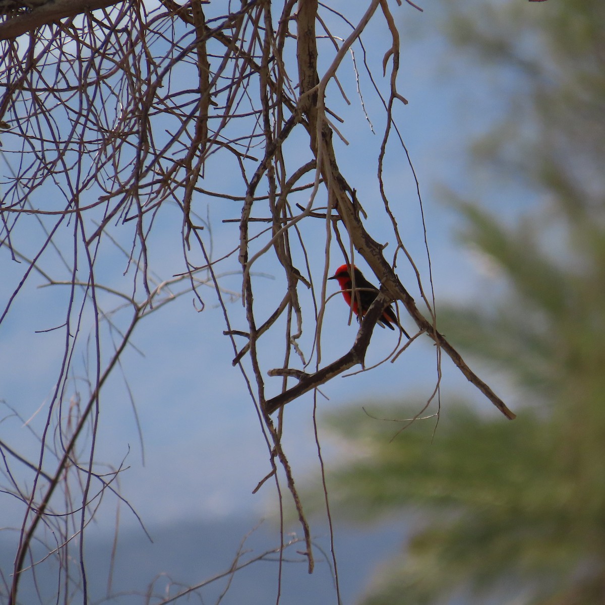 Vermilion Flycatcher - ML642606664