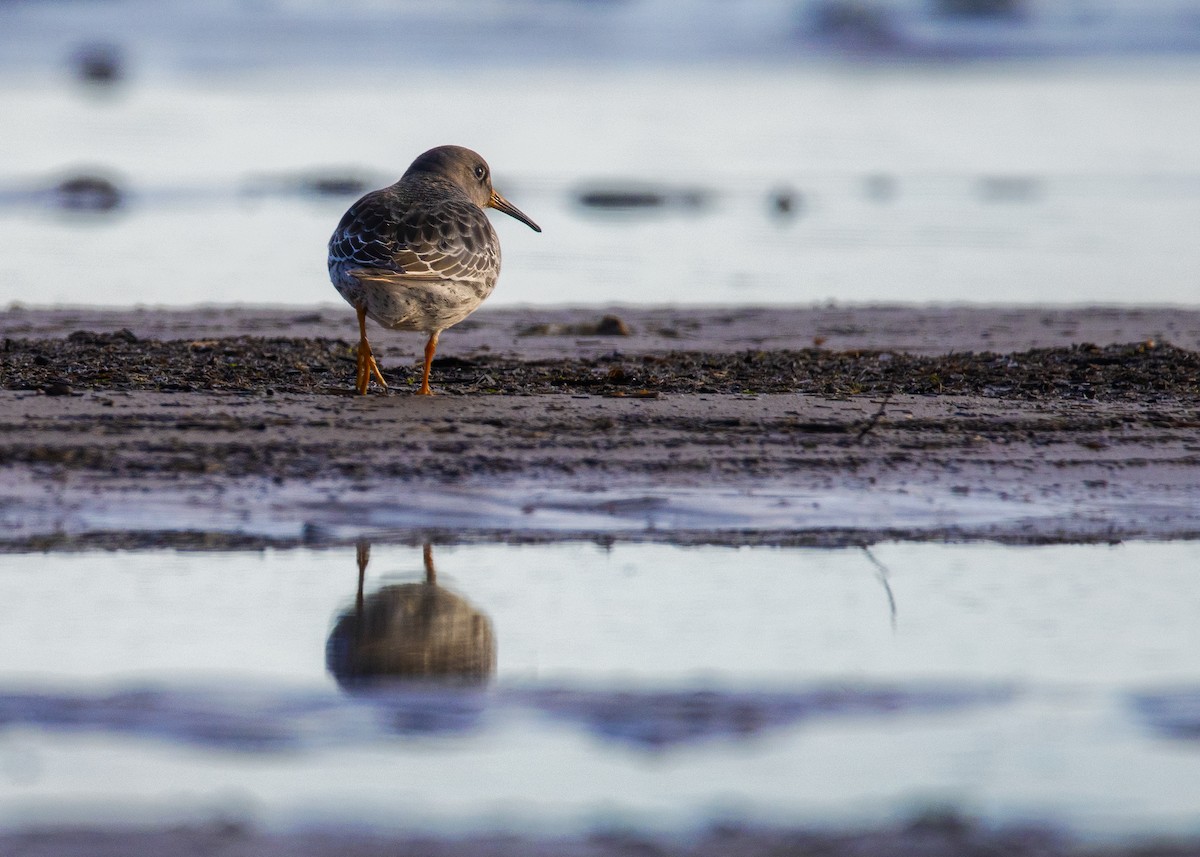 Purple Sandpiper - ML642606665