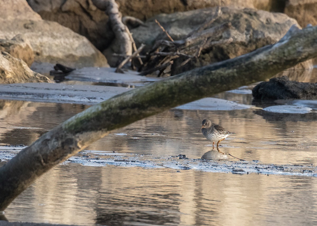 Purple Sandpiper - ML642606667