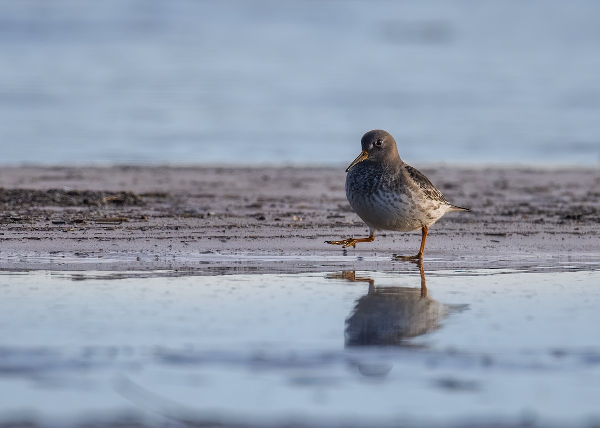 Purple Sandpiper - ML642606668