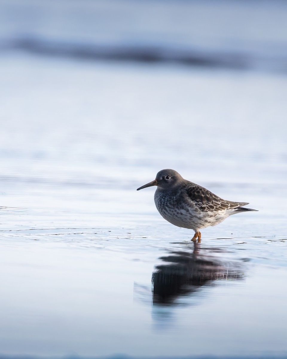 Purple Sandpiper - ML642606669