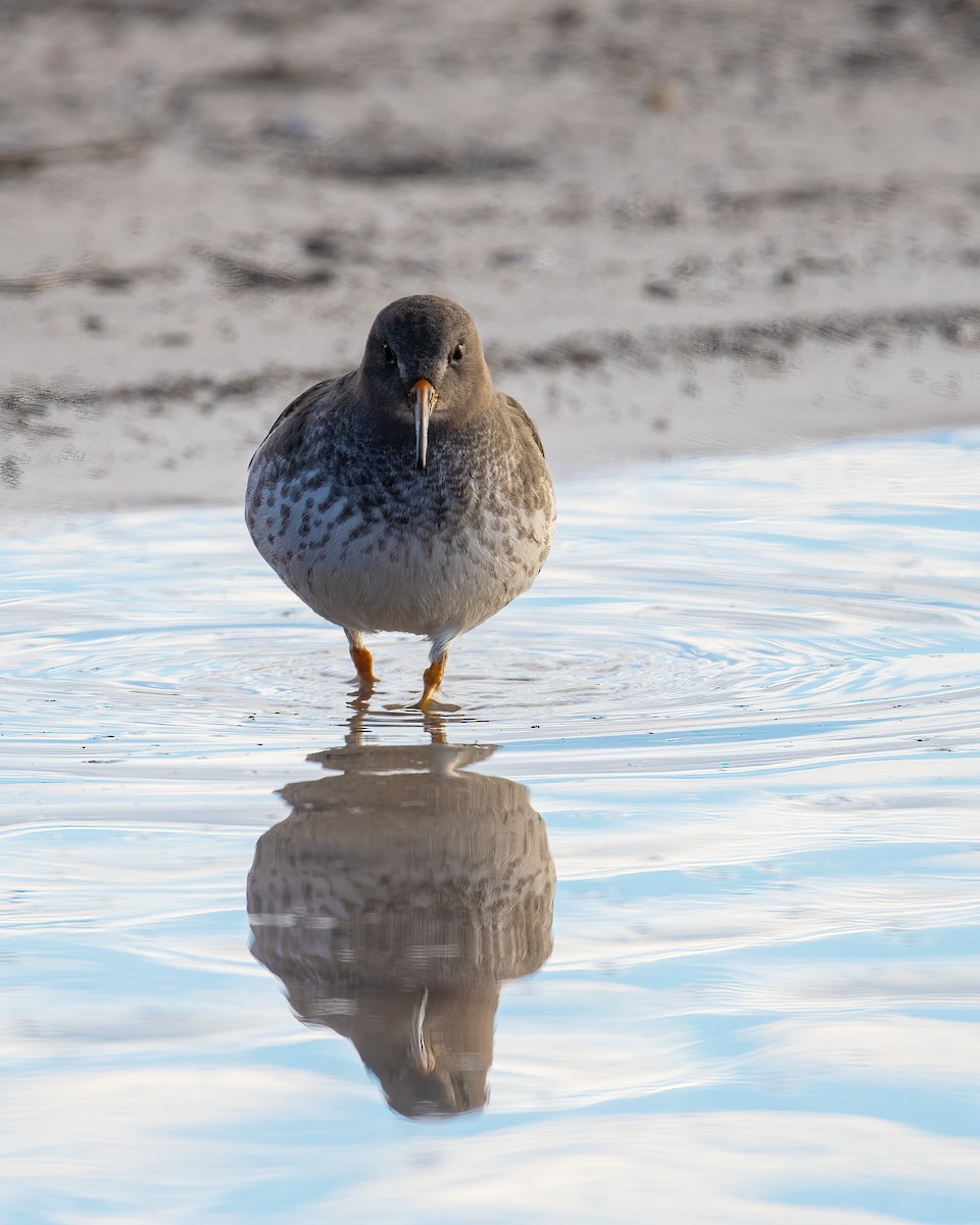 Purple Sandpiper - ML642606670