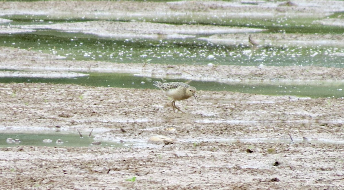 Buff-breasted Sandpiper - ML642606686