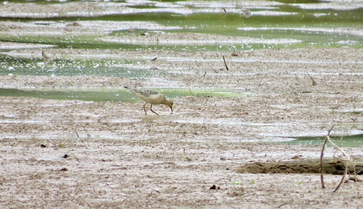 Buff-breasted Sandpiper - ML642606687