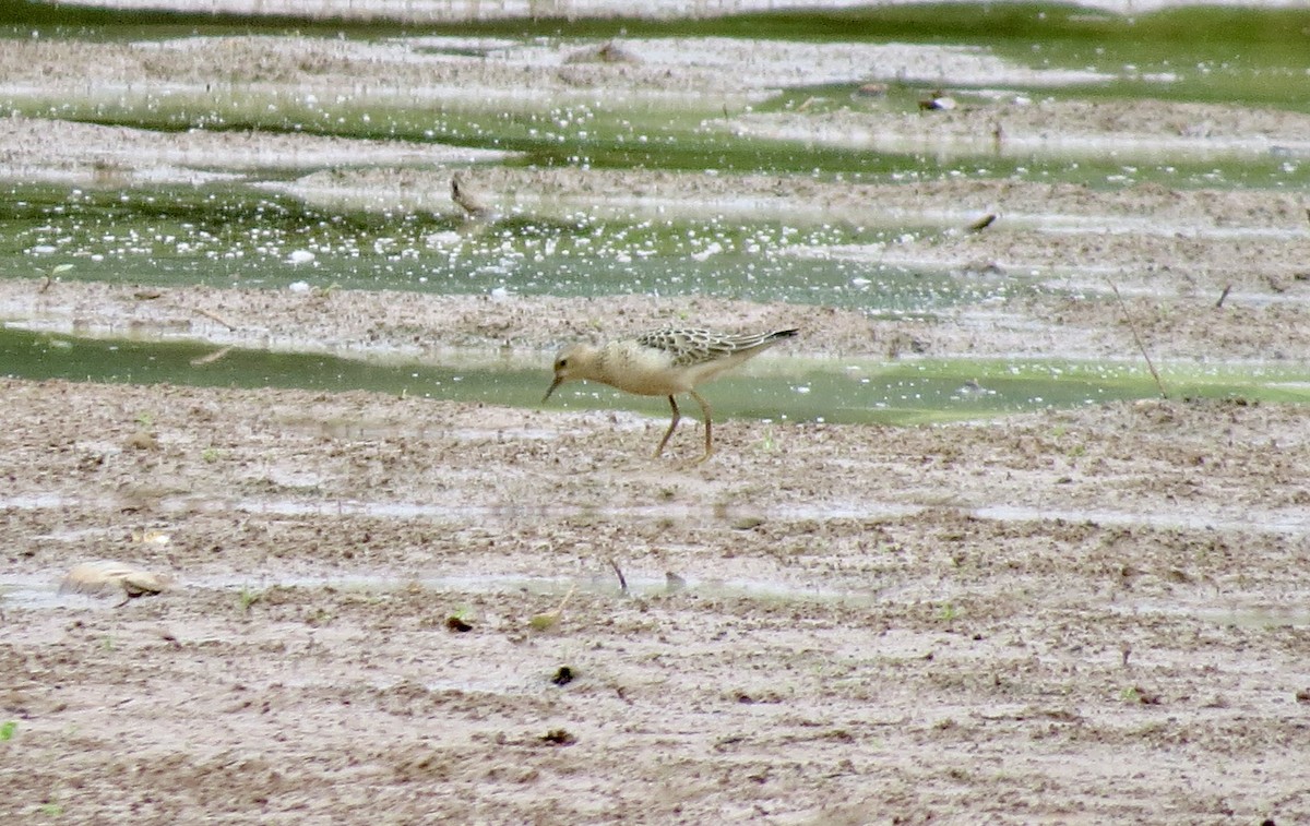 Buff-breasted Sandpiper - ML642606688