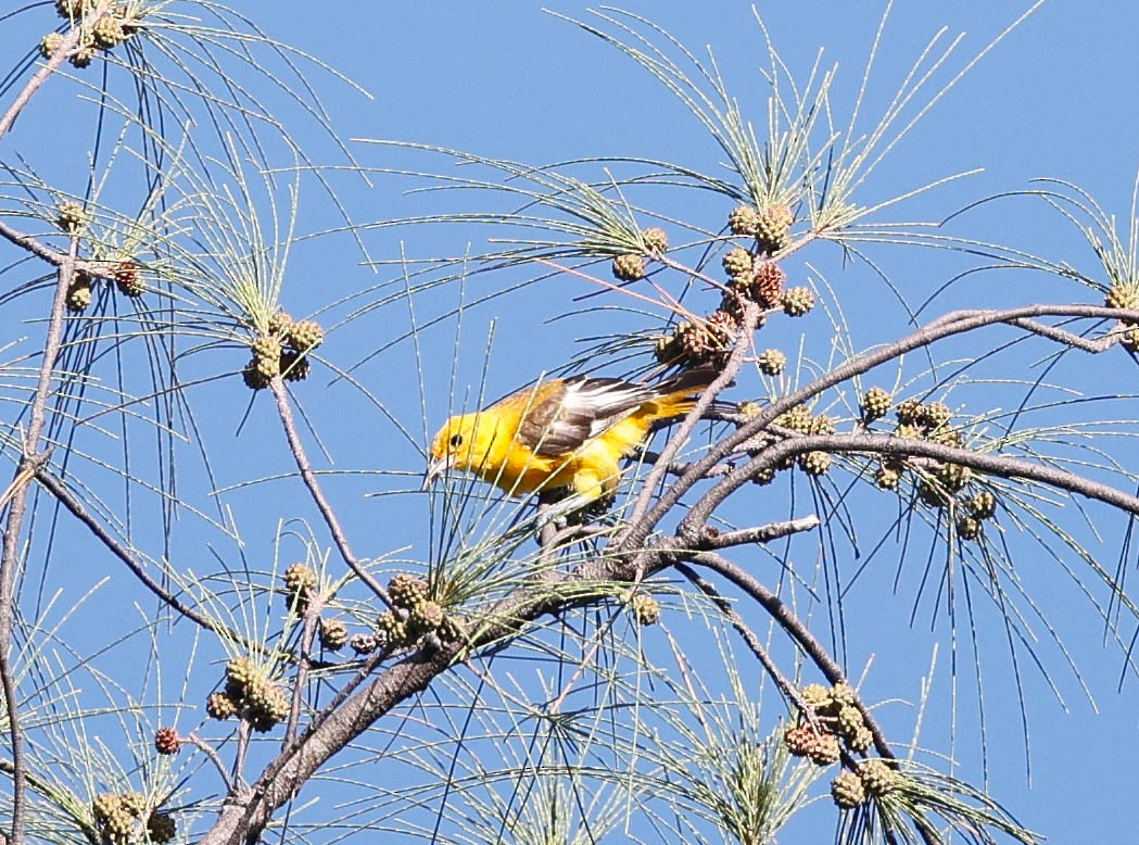 Spot-breasted Oriole - ML642606690