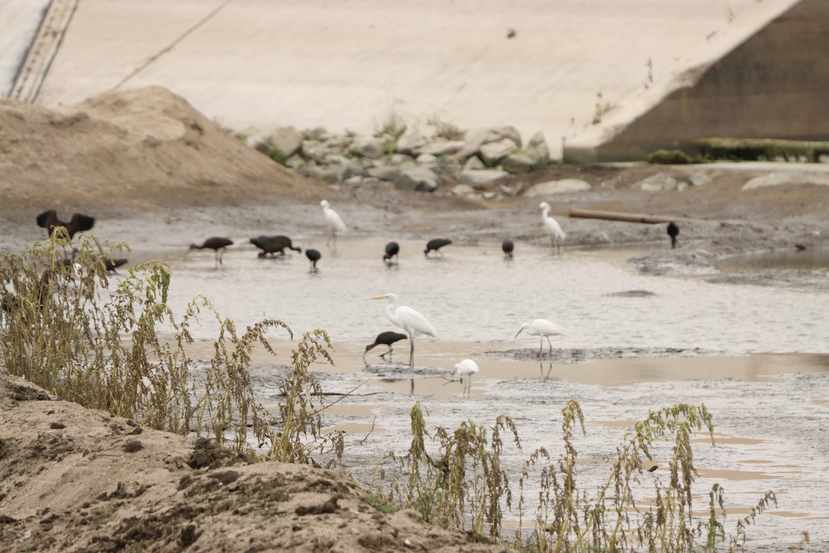 White-faced Ibis - ML642606697