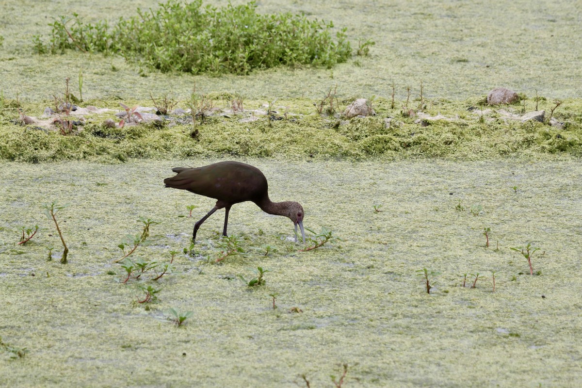 White-faced Ibis - ML642606698