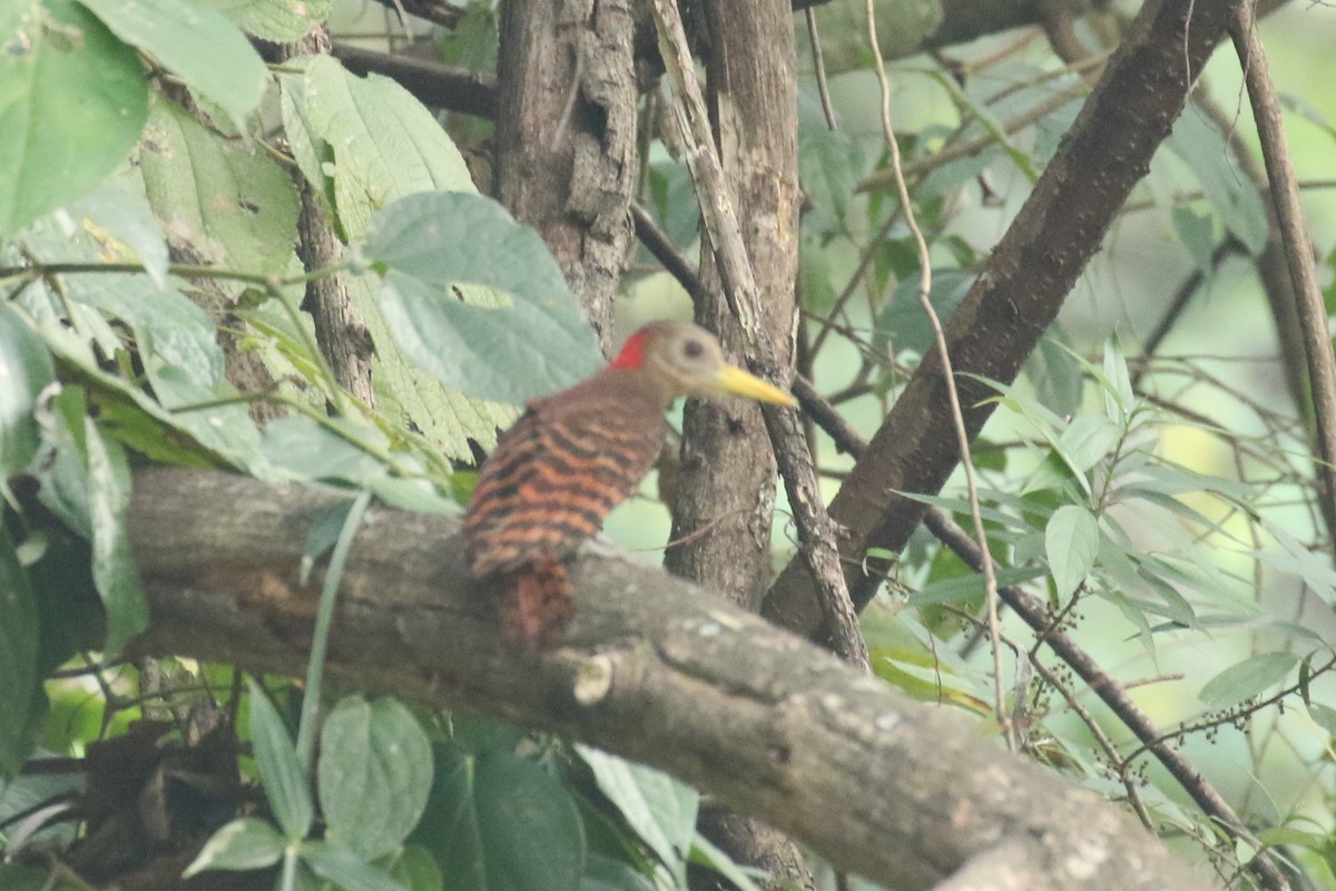 Bay Woodpecker - ML642606703