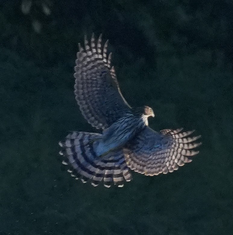 Cooper's Hawk - ML642606706